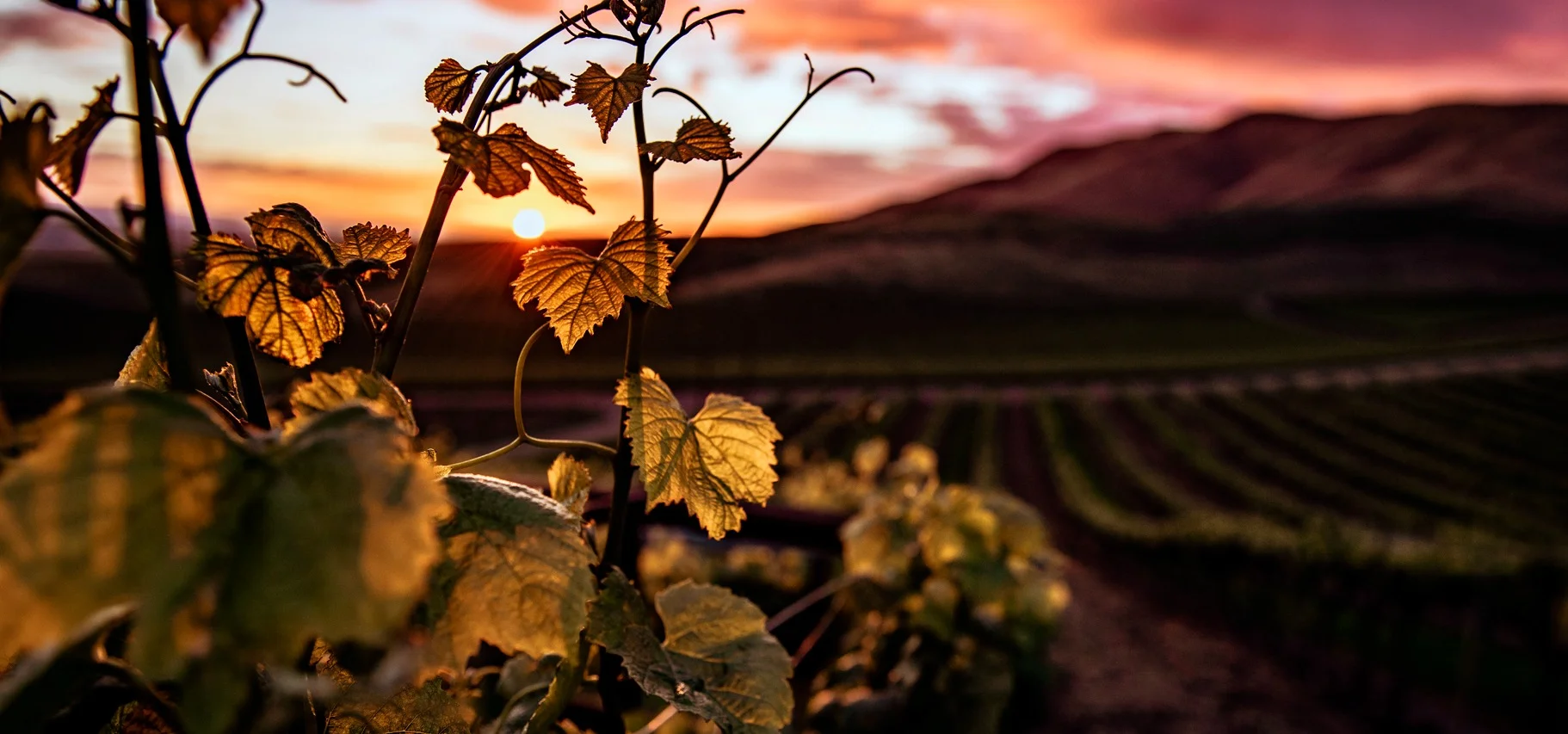 Brettanomyces: la levadura que puede dañar tu vino