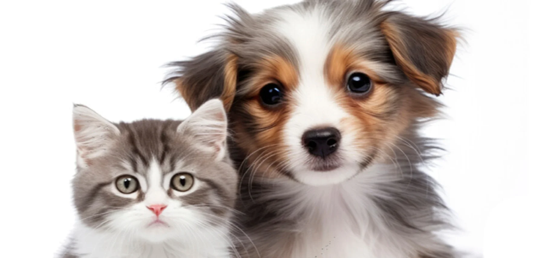 Enzimas en Pet Food: Mejor palatabilidad y digestibilidad