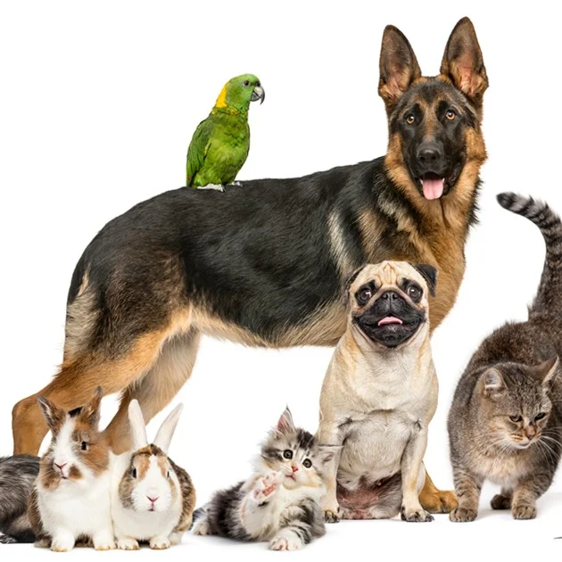 Alimentación animal