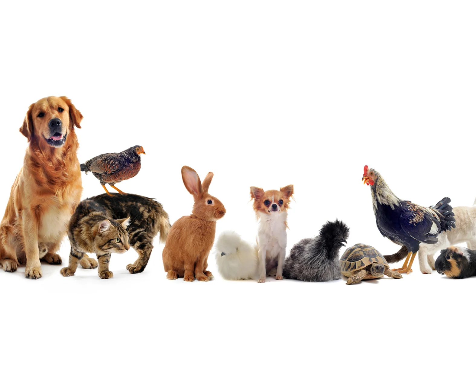 Alimentación animal