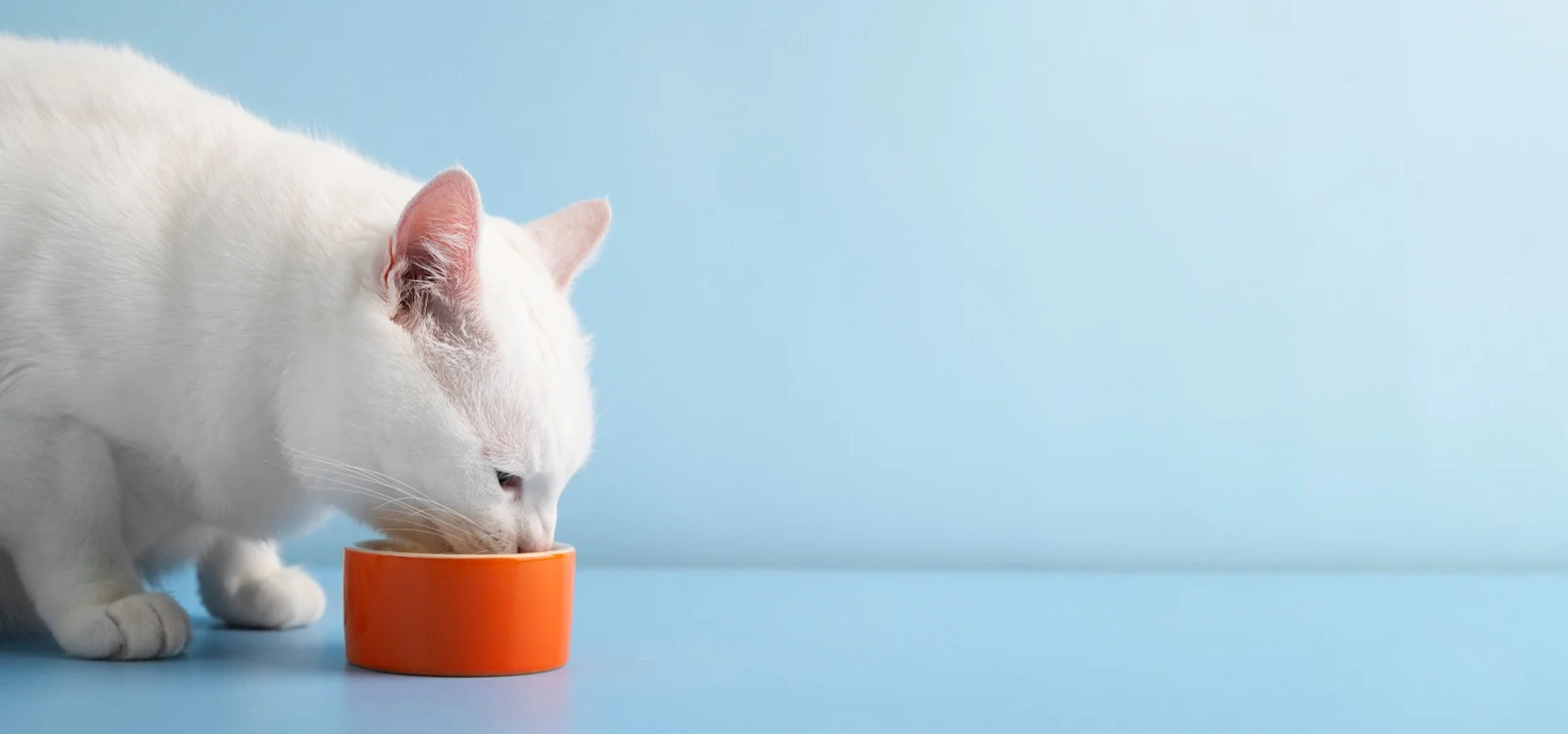 Petfood: lleva tu proceso de mezcla al siguiente nivel